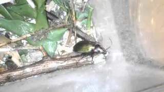 Calosoma scrutator 2