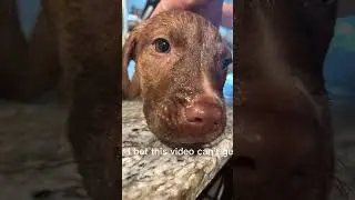 I bet #ibet #dog #funny #challenge #doit