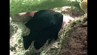 クロスズメダイ　Black damselfish　Neoglyphidodon melas