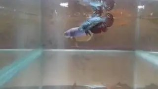 Cruzamento betta outcrossing.
