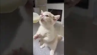 Qute baby cat |animals #39 #shorts