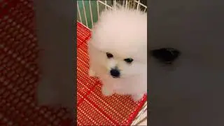 Cute Mini Funniest Animals - Best Of The 2025 Funny Animal Videos #110.6