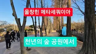 천년의 숲 정원에서 / In the Millennium Forest Garden
