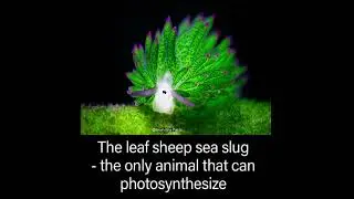🌿 The Only Animal That Can Photosynthesize! | Leaf Sheep Sea Slug 🐑
