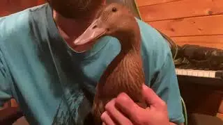 Solana - The Golden 300 Hybrid Layer Ducking - Enjoying Time on My Lap - October 31, 2021