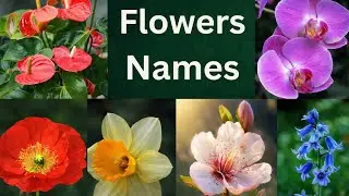Flowers Names / English And Telugu Flower names / different flowers with pronounciation / Learn kids