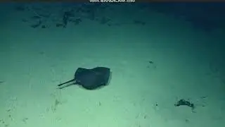 Plesiobatis daviesi  Deepwater Stingray @NW Howland