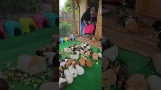 feeding time for our 83 rescue guinea pigs