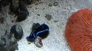 Blue Velvet Sea Slug Eating a Flatworm