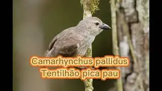 O canto do Tentilh&atilde;o pica pau ( Camarhynchus pallidus  )
