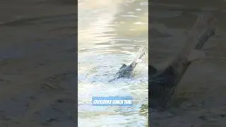 Crocodile Hunting Fish in River | Amazing Wildlife #WildAnimals #CrocodileFeeding #ytshorts