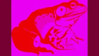 Magic Toad