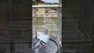 100% Effective Modern Trap for Catching Pigeons. #shorts #ytshorts #birds