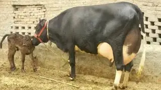 cholistani frizen cross cow for sale (03061061151) youtube.January 30, 2026