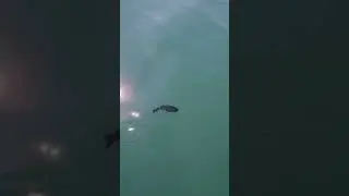 swimbait action