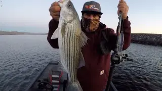 DEPS GLIDE SWIMMER 145 STRIPED BASS FISHING