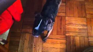Tilo and Drala Entertain for Treats (Mean Human!)