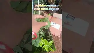 Клиент Cuddalore отправил посылку 📦🚚#растенияпитомникроз #гибискус #сад