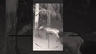 Deer hunting | Caccia al cervo | Chasse au cerf