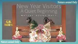 New Year Visitors — A Quiet Beginning ｜The Sound of Tiny Wings | Micro Wild Life | Nature Sound | 4K
