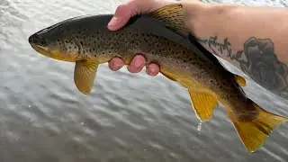Catching monster brown trout and mystery fish 