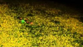 MultiWiiCopter Night Flight