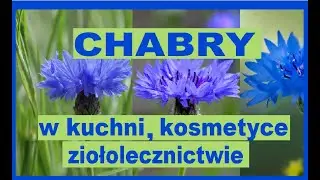 Chaber bławatek  Chabry