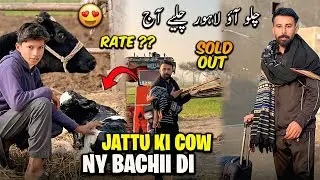 Jattu di Cow ne Bachii Di😍Purany Tiyar Sale kr diye😖 Purany Lohy ka Rate ??