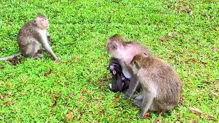 #Mila Troop Monkey! Mila Family on On 12 May 2023(01)