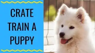 Как приучить щенка к клетке | Как я приучил своего щенка самоеда к клетке