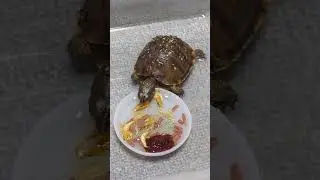 セリアでハコガメベビーに最適なトレーを見つけてしまいました♬