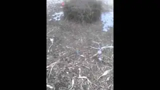 Bower bird doco by lily rose johnston far northqld