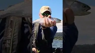 Lake Sammamish Fishing Report | September 15 #shorts #fishing #washington