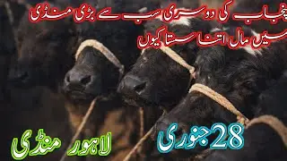 Today latest Shahpur kanjra Mandi Update/saste tareen Katya Nali Ravi Shankar/Jotian cross-able🔥