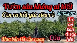 30/12/2025☎️0706837253 Út 👉 mai vàng chơi tết vườn mới xã rẻ nhất thị trường trong đồng không ai biế