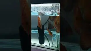 Discus kuru yem