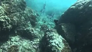 Snorkeling in Costa Rica (Isla del Ca&ntilde;o)