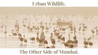 Urban Wildlife : The Other Side Of Mumbai. | CAMP CURRY INDIA |