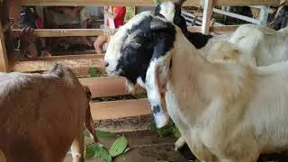 Goat Farm in Indonesia