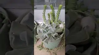 11 композиций из сукулентов #succulent #plants #garden