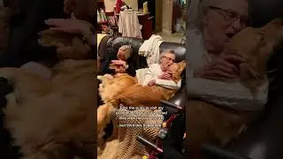 Senior moments, but make them paw-some🐾🐕#dog #doglover #dogtok #wholesome