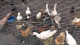 Natur, Enten, Hühner und ich
