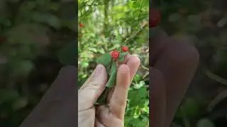 have you ever seen red huckleberry? 😳 how to find them #foraging #berries #berrypicking #wildcraft