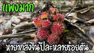 ตื่นเต้นจนต้องกระโดดหายากเร่วน้อยเร่วหอม สมุนไพรส่งออกจีนราคาแพงประเทศไทยขายกิโลละ1,400บาท