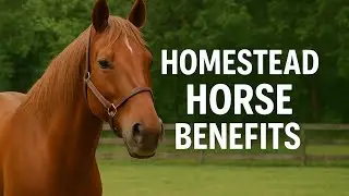 Why Every Small Homestead Needs a Horse or Donkey | Benefits of Equines on 2 Acres