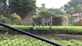 Zebra treats - #SFZoo