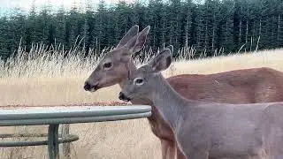 Deer Family 🦌 Little One, Micro, Twin, Grayson and Virginia