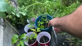Chaos Garden my new method