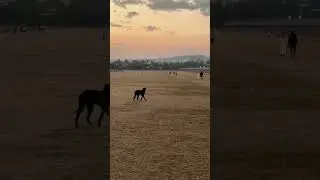 Freedom #animals #strays #shorts #animallovers