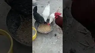 desi cooker #10